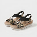  Zebra Classica